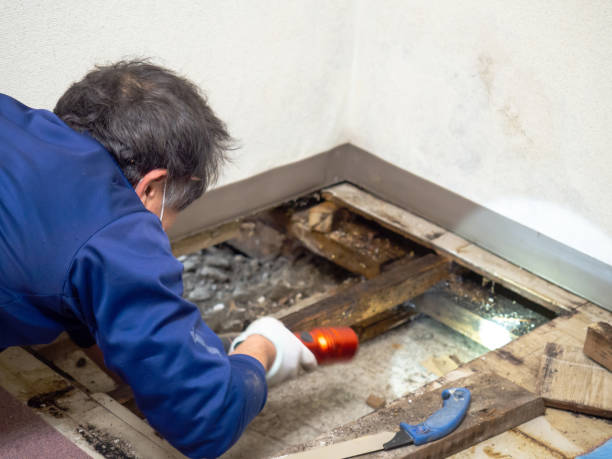 Best Crawl Space Mold Remediation in Cohoes, NY