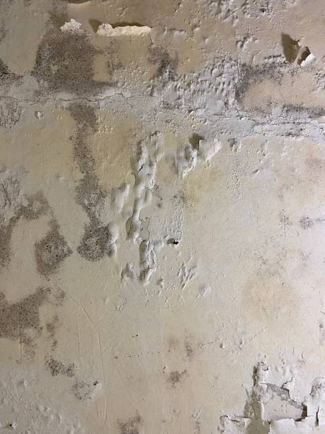 Best Bathroom Mold Remediation in Cohoes, NY