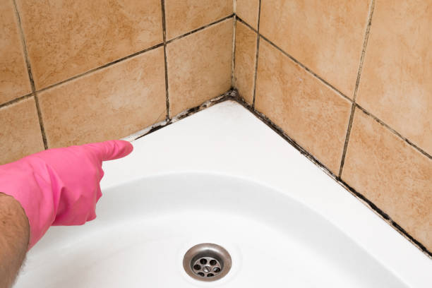 Best DIY Mold Remediation Support Services in Cohoes, NY